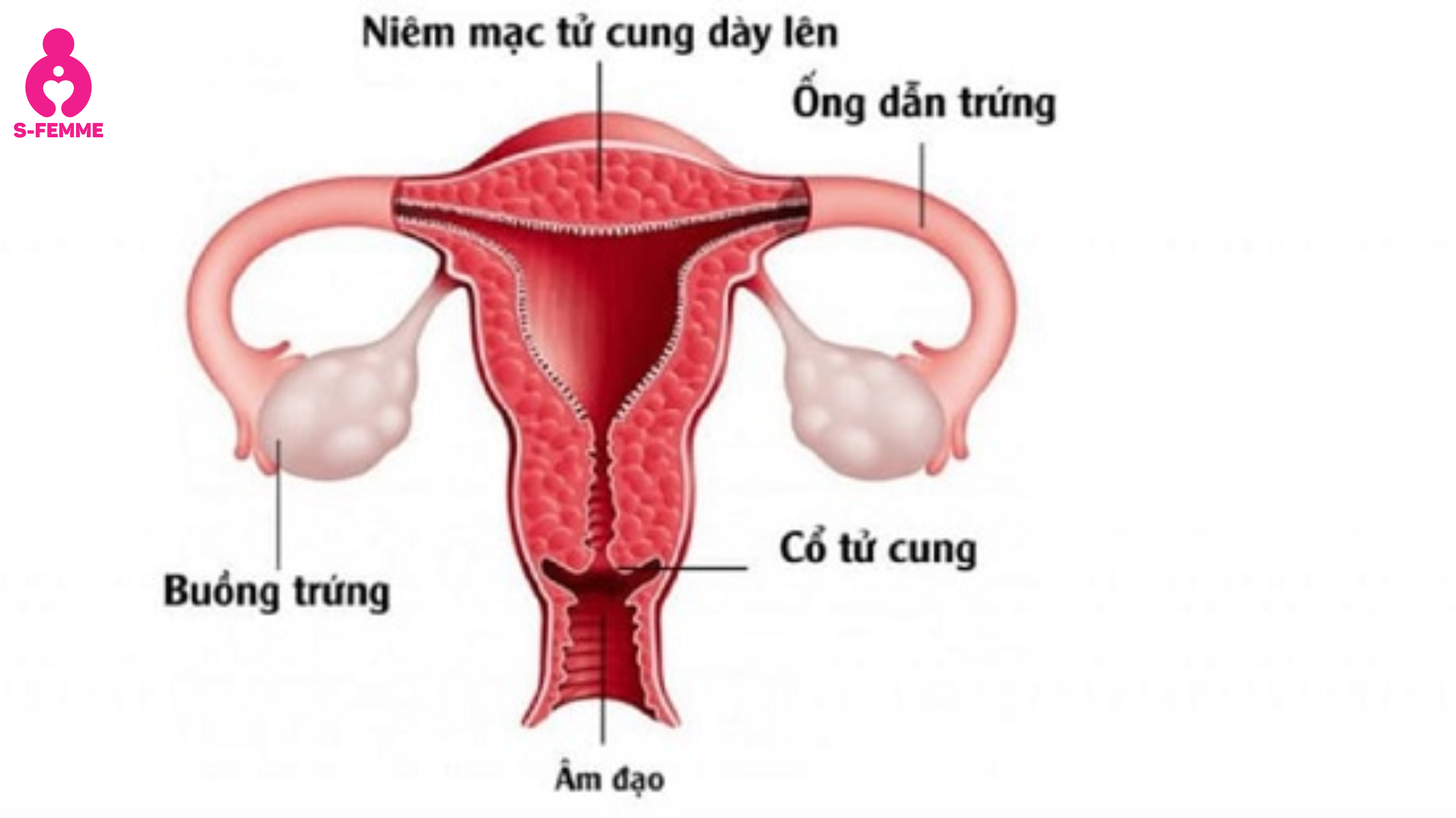 Niêm mạc tử cung dày bao nhiêu thì rụng trứng​ (2)