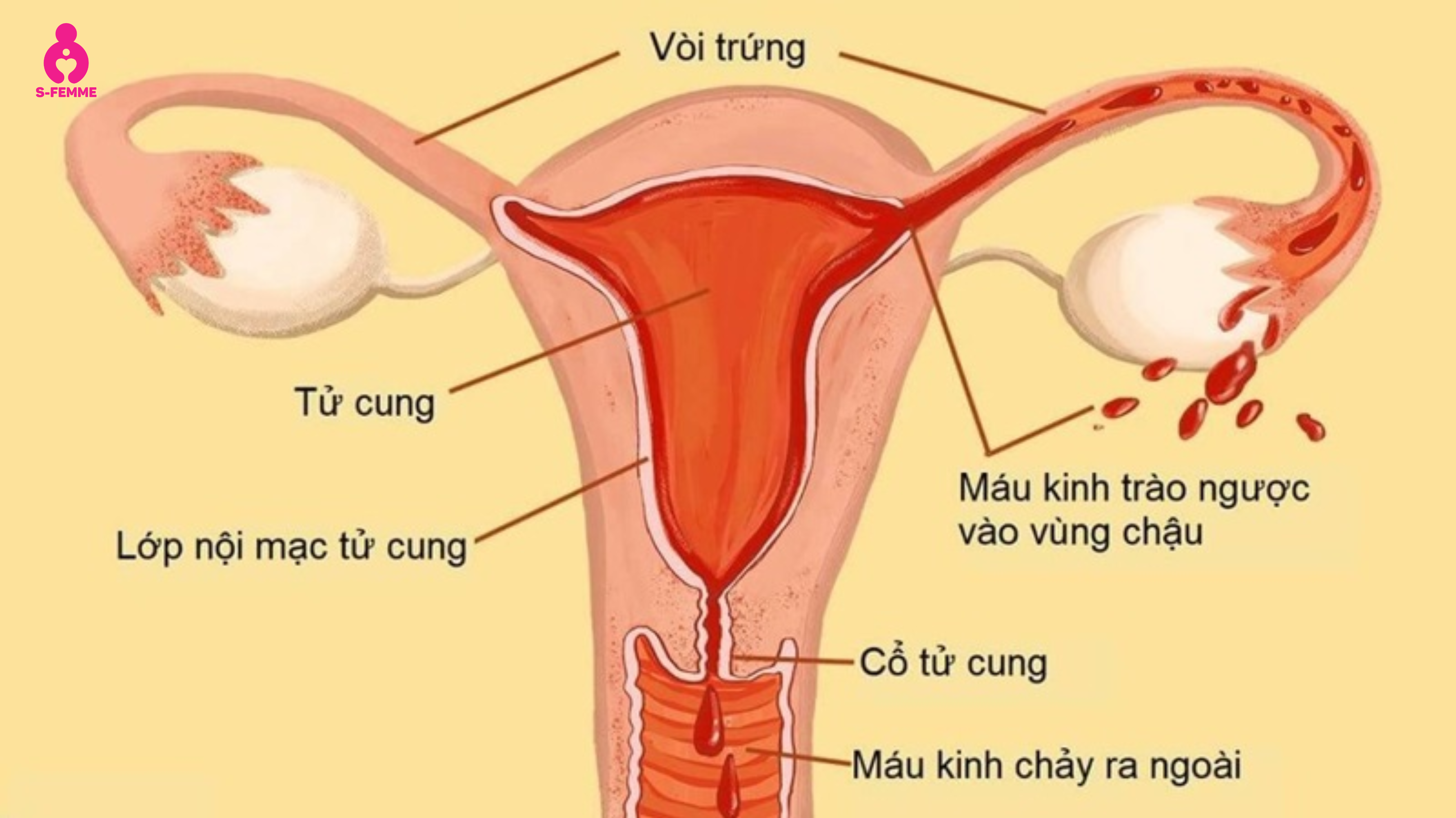 Niêm mạc tử cung thay đổi như thế nào trong chu kỳ kinh nguyệt
