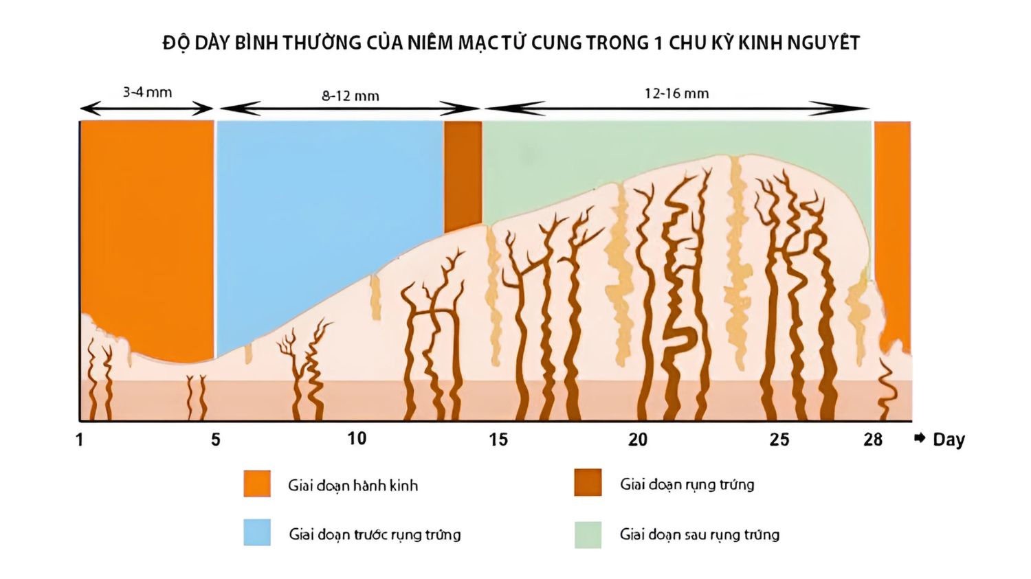 Độ dày niêm mạc tử cung lý tưởng